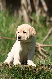 LABRADOR 1211